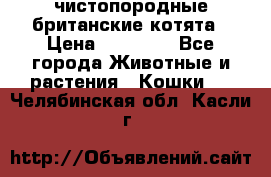 чистопородные британские котята › Цена ­ 10 000 - Все города Животные и растения » Кошки   . Челябинская обл.,Касли г.